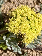 Lomatium austiniae