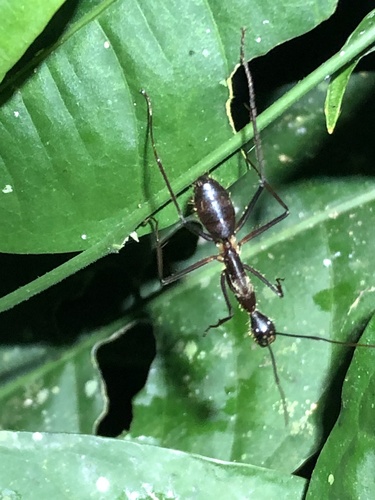 Camponotus cacicus
