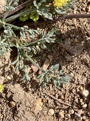 Lomatium austiniae