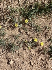 Lomatium austiniae