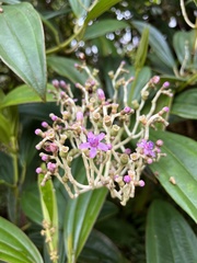 Miconia robinsoniana