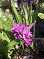 Bletilla