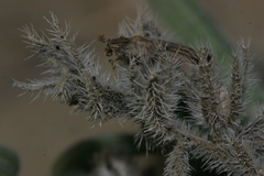 Echium angustifolium