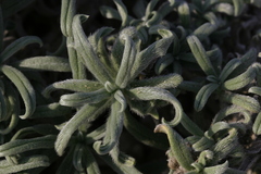 Echium angustifolium