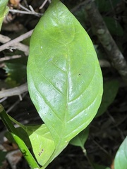 Psychotria punctata image