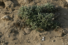Echium angustifolium