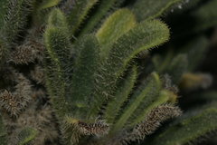Echium angustifolium