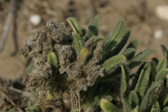 Echium angustifolium