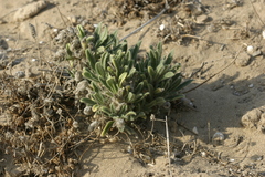 Echium angustifolium