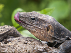 Gran Canaria Giant Lizard photo 4