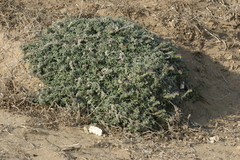 Echium angustifolium