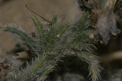 Echium angustifolium