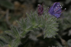 Echium angustifolium