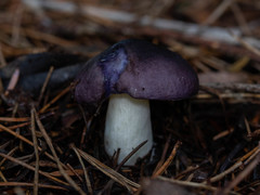 Russula zelleri