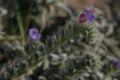 Echium angustifolium