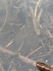 Ambystoma macrodactylum