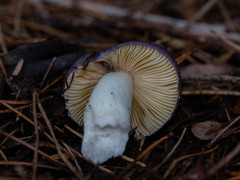 Russula zelleri