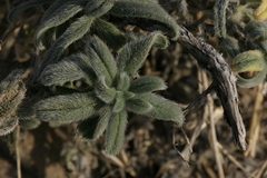Echium angustifolium