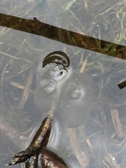 Ambystoma macrodactylum