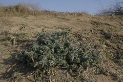 Echium angustifolium