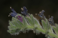 Echium angustifolium
