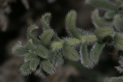 Echium angustifolium