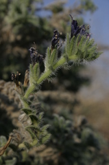Echium angustifolium