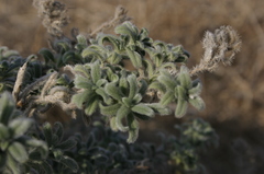 Echium angustifolium