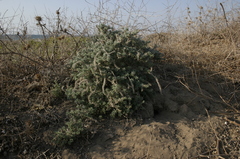Echium angustifolium
