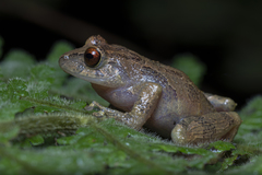 Pristimantis laticlavius