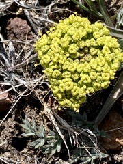 Lomatium austiniae