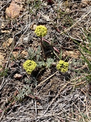 Lomatium austiniae