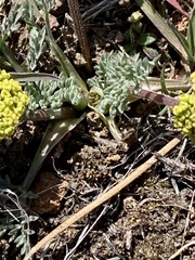 Lomatium austiniae