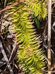 Lycopodiella appressa