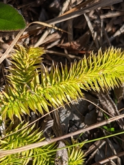 Lycopodiella appressa