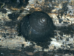 Pommerhelix mastersi