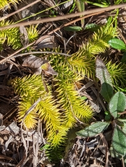 Lycopodiella appressa