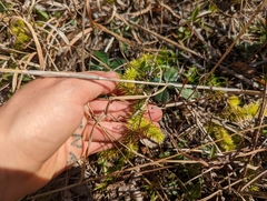 Lycopodiella appressa