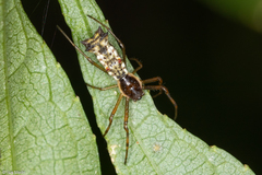 Micrathena nigrichelis
