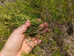 Hypericum fasciculatum