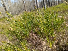 Hypericum fasciculatum