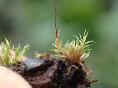 Ditrichum heteromallum