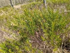 Hypericum fasciculatum