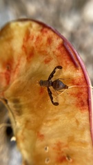 Diacrita