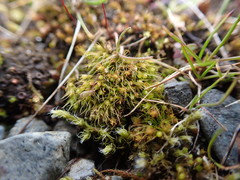 Pleuridium acuminatum