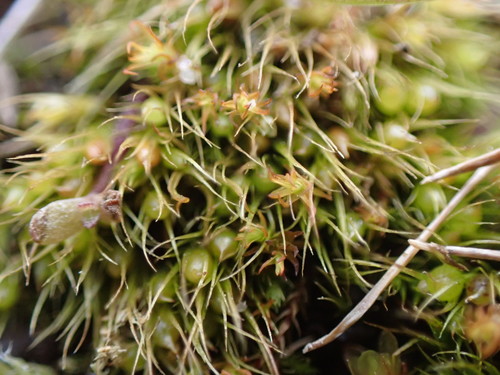 Image of Pleuridium acuminatum by no rights reserved