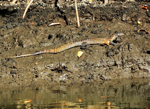 Nile Monitor photographed in Gambia