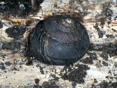 Pommerhelix mastersi
