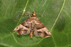 Radara anartoides