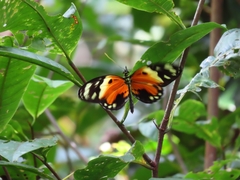 Heliconius numata silvana